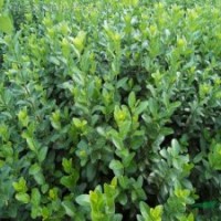 衛(wèi)矛、扶芳藤、金葉女貞、大葉黃楊、小葉黃楊、金邊黃楊