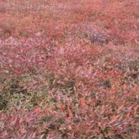 南天竹，花石榴，迎春，棣棠，連翹，迎夏，十大功勞