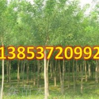 國槐樹 國槐樹苗價格 國槐樹價格 國槐樹種子