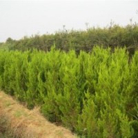 大量供應：龍柏,蜀檜,扶芳藤,衛(wèi)矛,檜柏,紅葉小檗