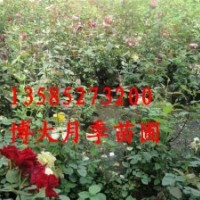供應(yīng)藤本類苗木：薔薇，凌霄、紫藤、爬山虎、五葉地錦