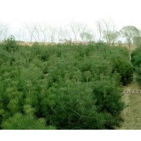 長(zhǎng)期供應(yīng)白皮松