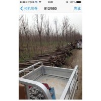 楸樹供應(yīng)