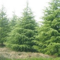 農(nóng)戶供應(yīng)自家種植雪松苗