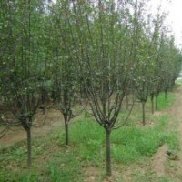 大量供應(yīng):西湖海棠，垂絲海棠，蜀檜，地柏