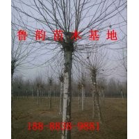 哪里有15公分法桐山東法桐價(jià)格