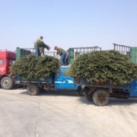 供應(yīng)山東招遠(yuǎn)冬青球冬青苗木槿北海道黃楊