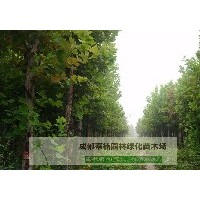 成都梧桐苗圃基地