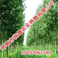 優(yōu)質108楊【邯鄲潤德農(nóng)業(yè)】質優(yōu)價廉