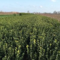 供應(yīng)冬青苗冬青球扦插小苗，大葉黃楊