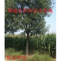 國(guó)槐樹，15公分國(guó)槐樹最新信息