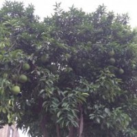 供應(yīng)20公分移栽香泡樹，22公分骨架香泡樹，香泡樹價(jià)格優(yōu)惠