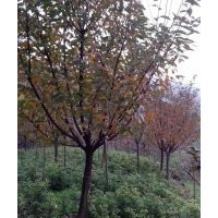 供應(yīng)四川高桿晚櫻/最實(shí)惠的四川高桿晚櫻，哪里有賣