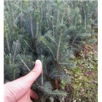 美國(guó)藍(lán)杉三年苗