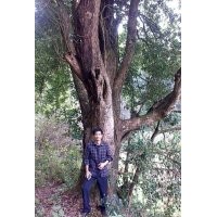 小葉八月桂，直徑63公分…80公分