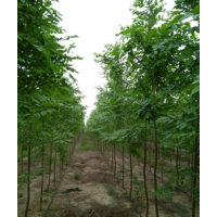 大量供應(yīng)速生榆