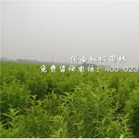 龍柱碧桃重點環(huán)境樹種桃楓園林批發(fā)價優(yōu)
