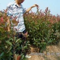 紅葉石楠綠籬，紅葉石楠籬笆