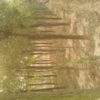 國(guó)槐供應(yīng)、國(guó)槐規(guī)格