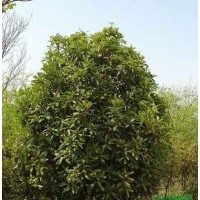 供應(yīng)中華石楠，老式石楠，大葉女貞，紫葉李，紫薇