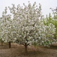 八棱海棠樹 海棠樹之鄉(xiāng)