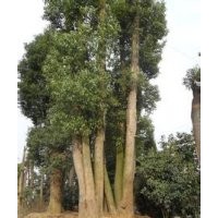 20公分叢生香樟,30公分叢生香樟樹,40公分移栽叢生香樟價(jià)格