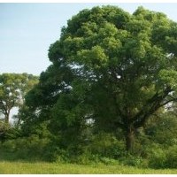 20公分香樟樹(shù)，30公分香樟樹(shù)價(jià)格，湖南香樟基地供