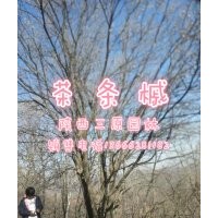 生貨茶條槭10-40公分