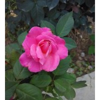 月季樹苗批發(fā) 周至月季營養(yǎng)杯苗種植苗圃