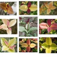 供應(yīng)中華錦桂