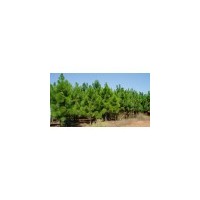 濕地松批發(fā)