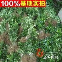 冬青綠化工程小苗 冬青苗 床苗