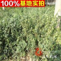 優(yōu)質(zhì)龜甲冬青球 規(guī)格齊全 工程苗