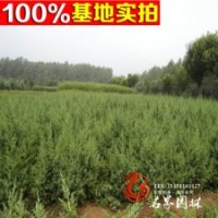 園林綠化灌木 河南檜 河南檜小苗