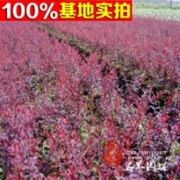 紅葉小檗 1年苗 庭院工程綠化