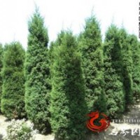 公路專用苗北京檜 蜀檜【塔柏】