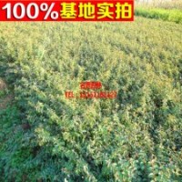 大量供應(yīng) 金絲梅 黃色花朵 美觀