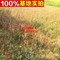 長(zhǎng)期批發(fā)爬藤植物小葉扶芳藤