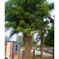 出售皂角，哪里有皂角基地