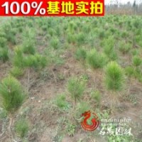 常年供應(yīng)苗木 灌木 馬尾松