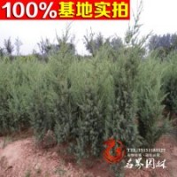 大量供應刺柏 刺柏基地批發(fā)