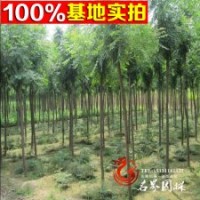 低價供應各規(guī)格各品種欒樹北京欒樹