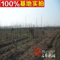 欒樹基地低價出售多規(guī)格【北欒】
