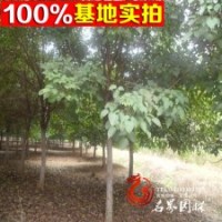 優(yōu)質(zhì)供應(yīng)【燈臺(tái)樹】工程綠化苗