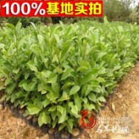 醉香含笑 火力蘭 【火力楠】