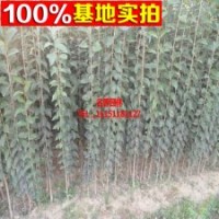 綠化工程小苗 青苗 床苗 工程苗