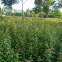 欒樹 國槐 白臘 龍爪槐 法桐 銀杏 金枝槐