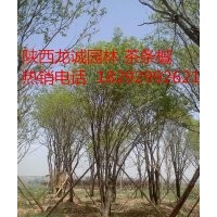 供應(yīng)叢生茶條槭