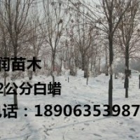 5公分國槐白蠟價格_5公分國槐白蠟價格供應(yīng)_山東聊城—