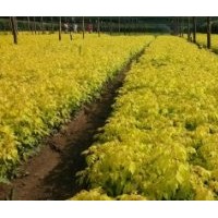 金葉復(fù)葉槭